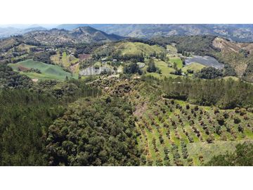Venta finca de 26 H con aguacate y pino en Pantanillo el Retiro