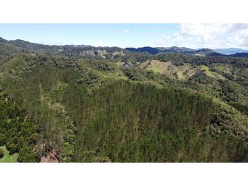Venta finca de 26 H con aguacate y pino en Pantanillo el Retiro
