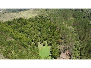 Venta finca de 26 H con aguacate y pino en Pantanillo el Retiro