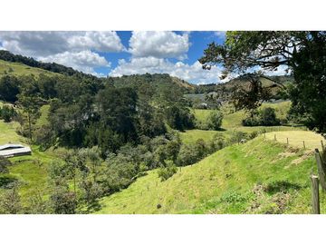 Venta finca de 26 H con aguacate y pino en Pantanillo el Retiro