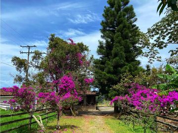 VENTA EXCELENTE FINCA 73 CUADRAS. 5 MINUTOS DE CIRCASIA