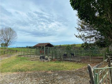 VENTA EXCELENTE FINCA 73 CUADRAS. 5 MINUTOS DE CIRCASIA