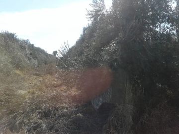 Lencke Vende - Campo en produccion de aceitunas - Capayan