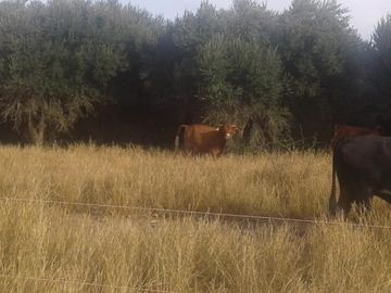 Lencke Vende - Campo en produccion de aceitunas - Capayan
