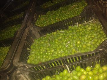 Lencke Vende - Campo en produccion de aceitunas - Capayan