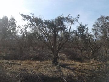 Lencke Vende - Campo en produccion de aceitunas - Capayan