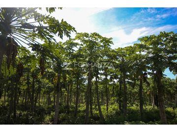 Predio Agrícola en venta 