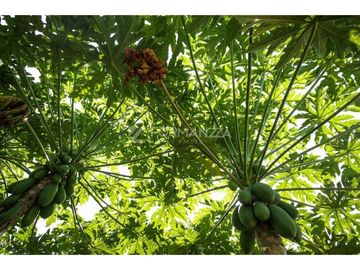 Predio Agrícola en venta 