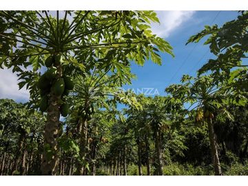Predio Agrícola en venta 