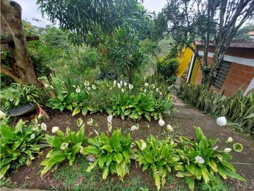 Se vende hermosa finca en Pueblo Tapao