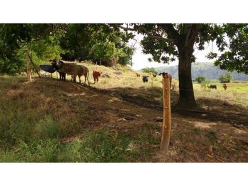 Finca en Venta en Carmen de Apicalá