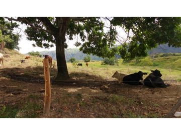 Finca en Venta en Carmen de Apicalá