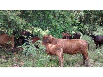 Finca en Venta en Carmen de Apicalá