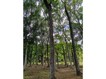 Venta de Finca en Bejuco de Chame, Panamá Oeste