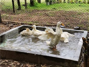 Venta de Finca en Bejuco de Chame, Panamá Oeste