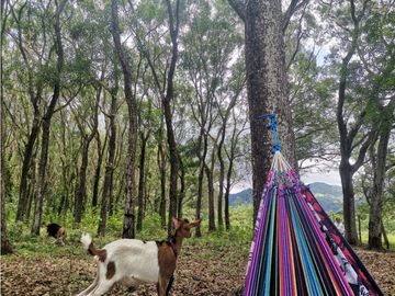Venta de Finca en Bejuco de Chame, Panamá Oeste