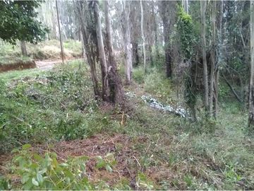 VENTA, Parcela  con bosque nativo y río,  Valdivia