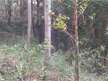 VENTA, Parcela  con bosque nativo y río,  Valdivia
