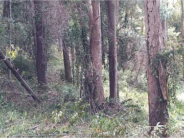 VENTA, Parcela  con bosque nativo y río,  Valdivia