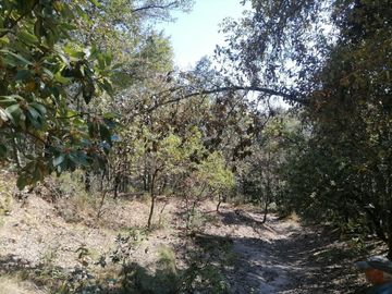 Terreno en venta de 40,000 m2, Carboneras Mineral del Chico, Hidalgo