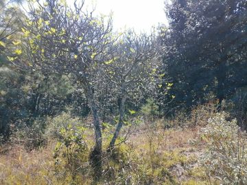 Terreno en venta de 40,000 m2, Carboneras Mineral del Chico, Hidalgo