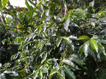 Venta Finca Montenegro Quindio COD: 1997488