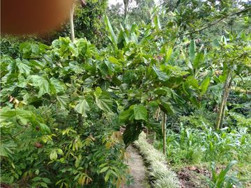 Venta Finca Montenegro Quindio COD: 1997488