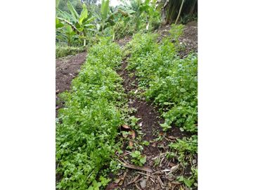 Venta Finca Montenegro Quindio COD: 1997488
