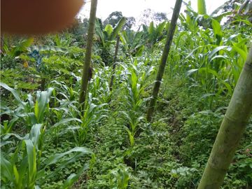 Venta Finca Montenegro Quindio COD: 1997488