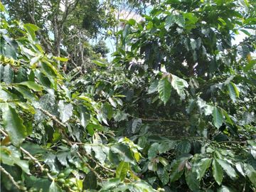 Venta Finca Montenegro Quindio COD: 1997488