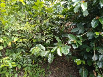 Venta Finca Montenegro Quindio COD: 1997488
