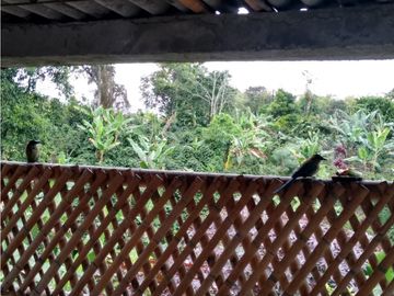 Venta Finca Montenegro Quindio COD: 1997488