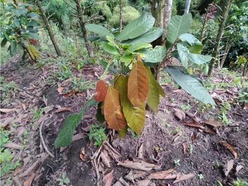 Venta Finca Montenegro Quindio COD: 1997488