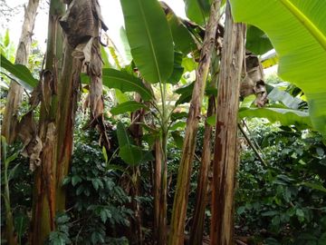 Venta Finca Montenegro Quindio COD: 1997488