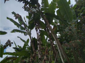 Venta Finca Montenegro Quindio COD: 1997488