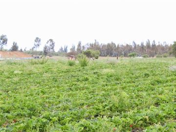 Parcela en Venta en Camino Colliguay & Ajial Valdivieso