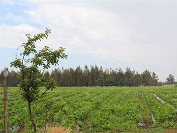 Parcela en Venta en Camino Colliguay & Ajial Valdivieso