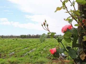 Parcela en Venta en Camino Colliguay & Ajial Valdivieso