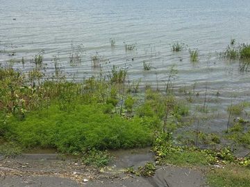 OPORTUNIDAD UNICA, CASA EN VENTA COMO TERRENO A LA ORILLA DEL LAGO DE CHAPALA.