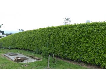 VENTA LOTE CONJUNTO CERRADO SECTOR MURILLO ARMENIA QUINDIO