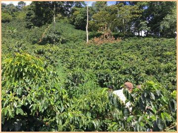 Vendo finca Fredonia Antioquia