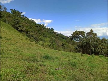 Vendo finca Fredonia Antioquia