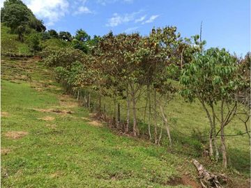 Vendo finca Fredonia Antioquia