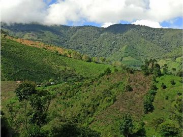 Vendo finca Fredonia Antioquia