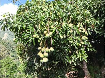 Vendo finca Fredonia Antioquia