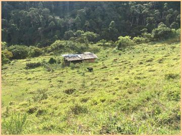 Vendo finca Fredonia Antioquia