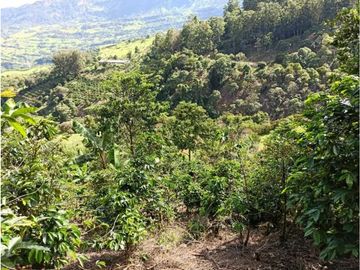 Vendo finca Fredonia Antioquia