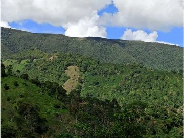 Vendo finca Fredonia Antioquia