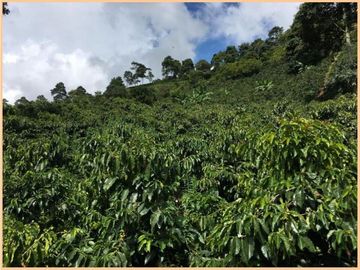 Vendo finca Fredonia Antioquia