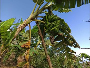 Vendo finca Fredonia Antioquia